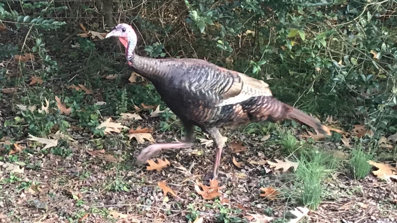 Photo of Outdoor in Kinsale