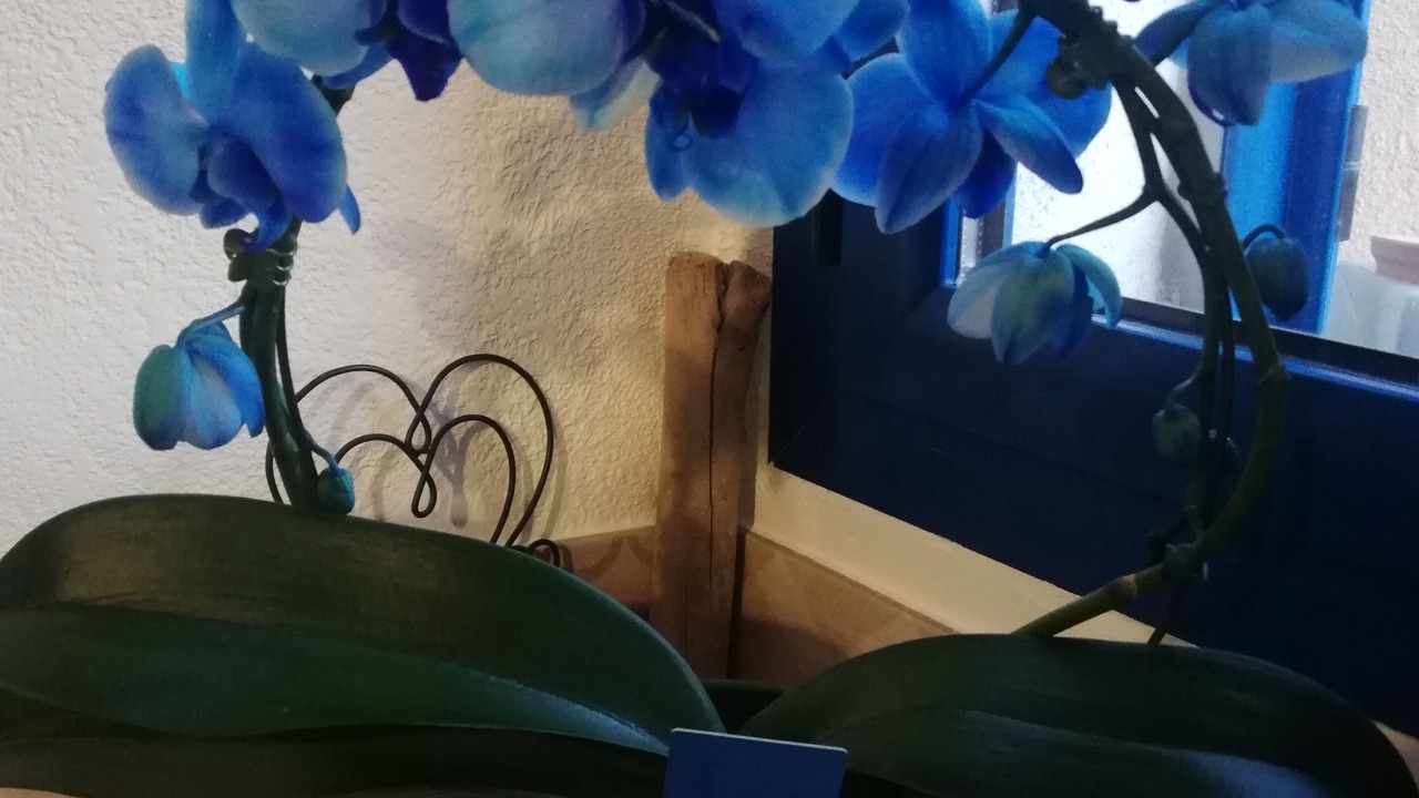 Photo of Others in Santa-Lucia-di-Mercurio