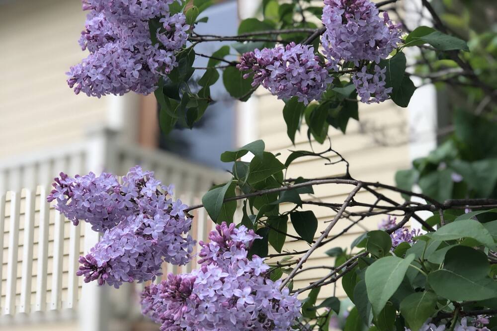 Photo of Outdoor in Sunapee