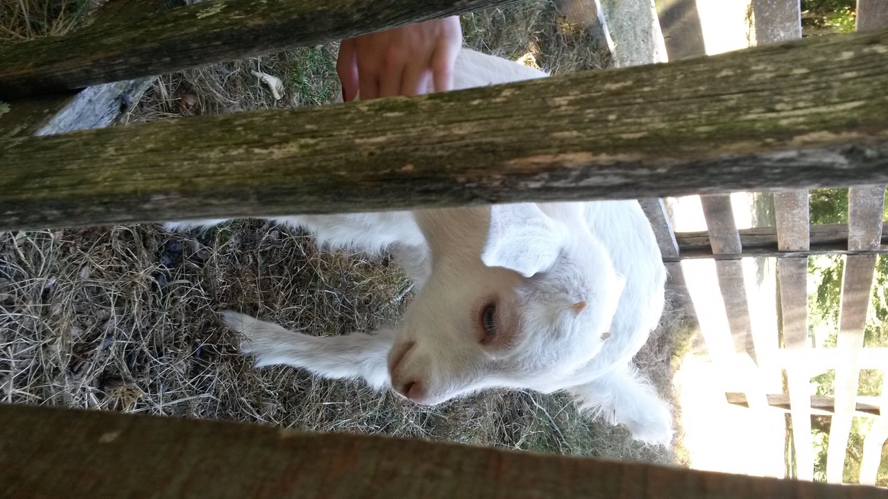 Photo of Others in Latille