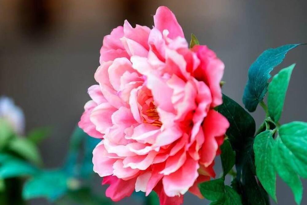 Photo of Outdoor in Northcote