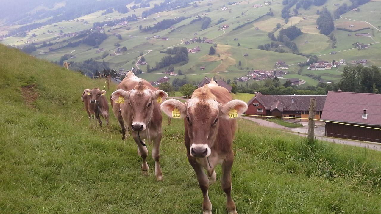 Photo of Others in Krummenau