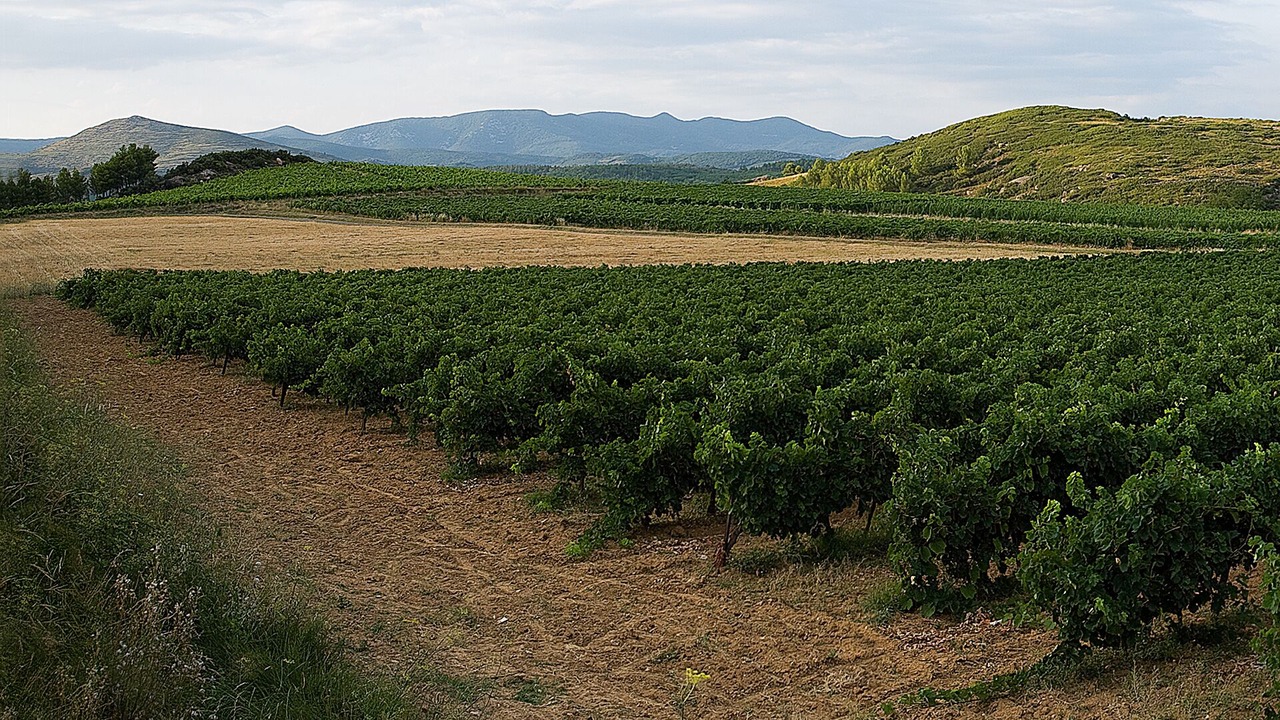 Photo of Outdoor in Causses-et-Veyran