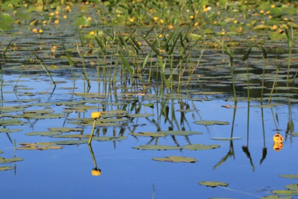 Photo of Outdoor in Harrington