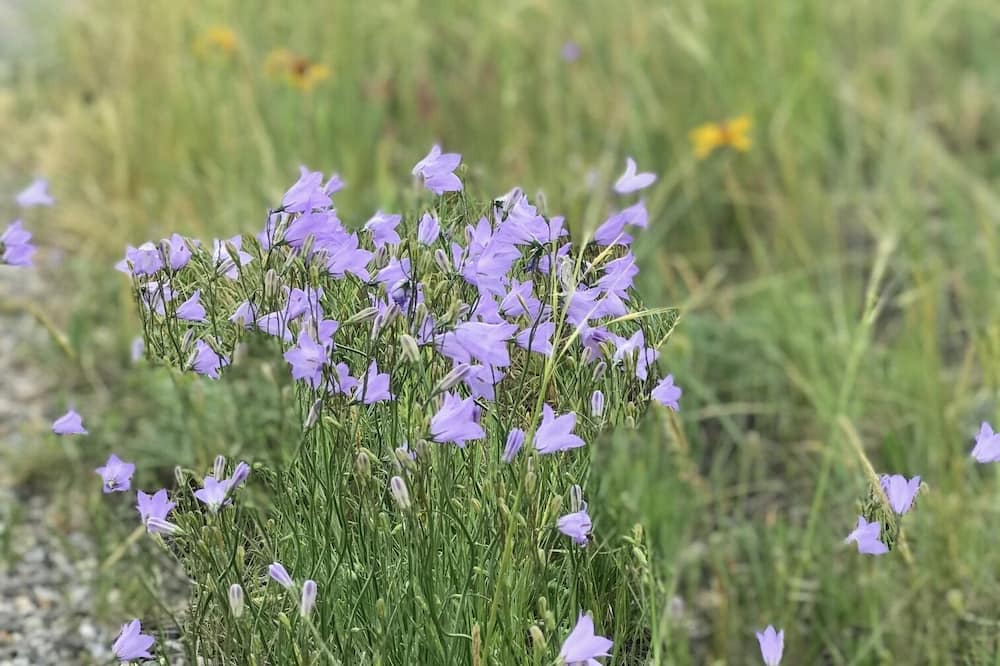 Photo of Others in Nye