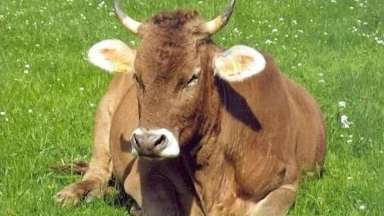 Photo of Others in Herisau