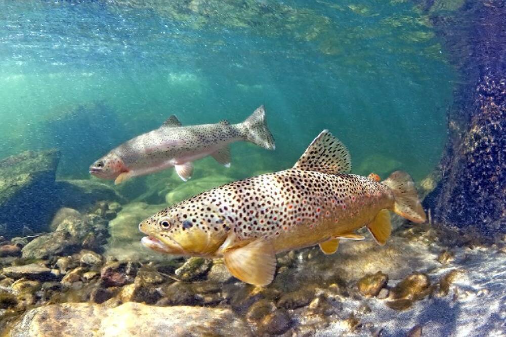 Photo of Others in Crescent City