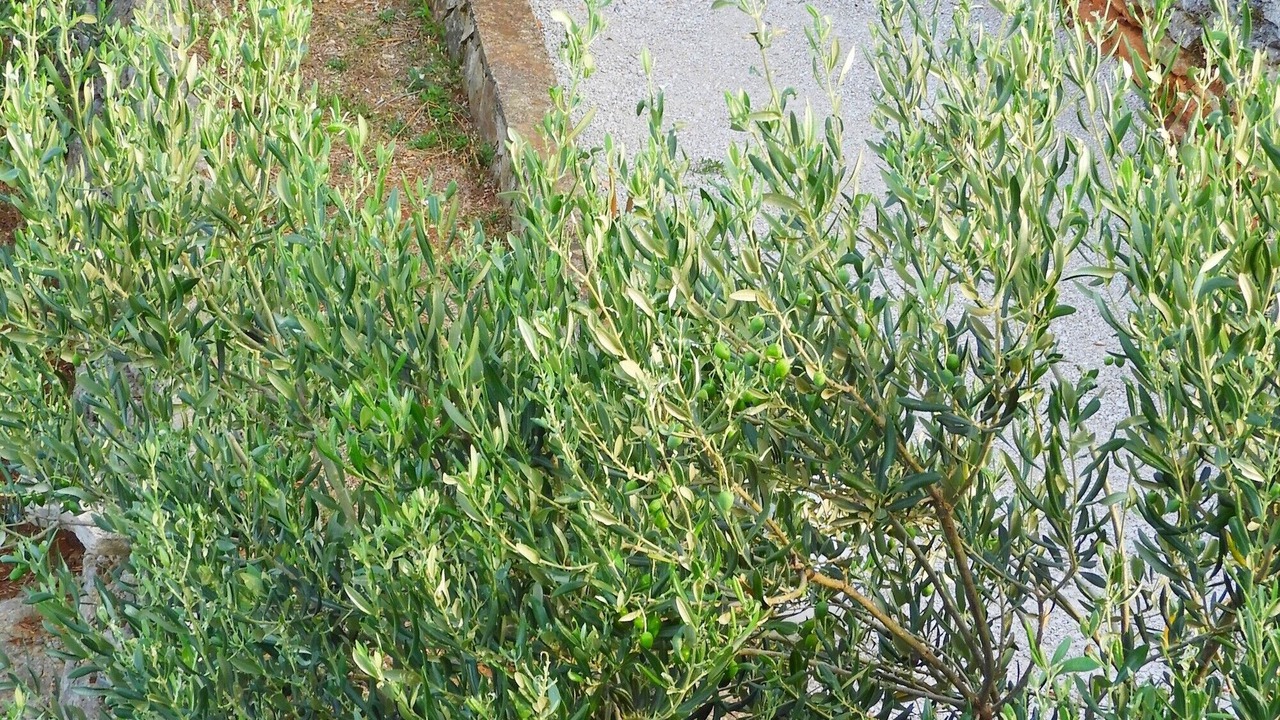 Photo of Outdoor in Stomorska