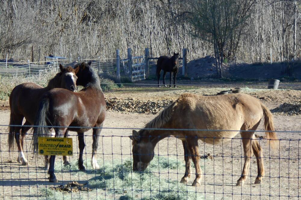 Photo of Others in Mule Creek