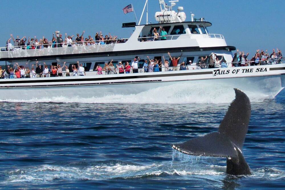 Photo of Others in North Truro