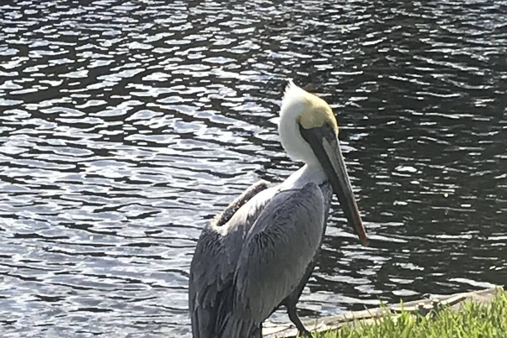 Photo of Others in Homosassa
