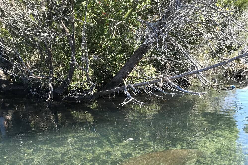 Photo of Others in Homosassa