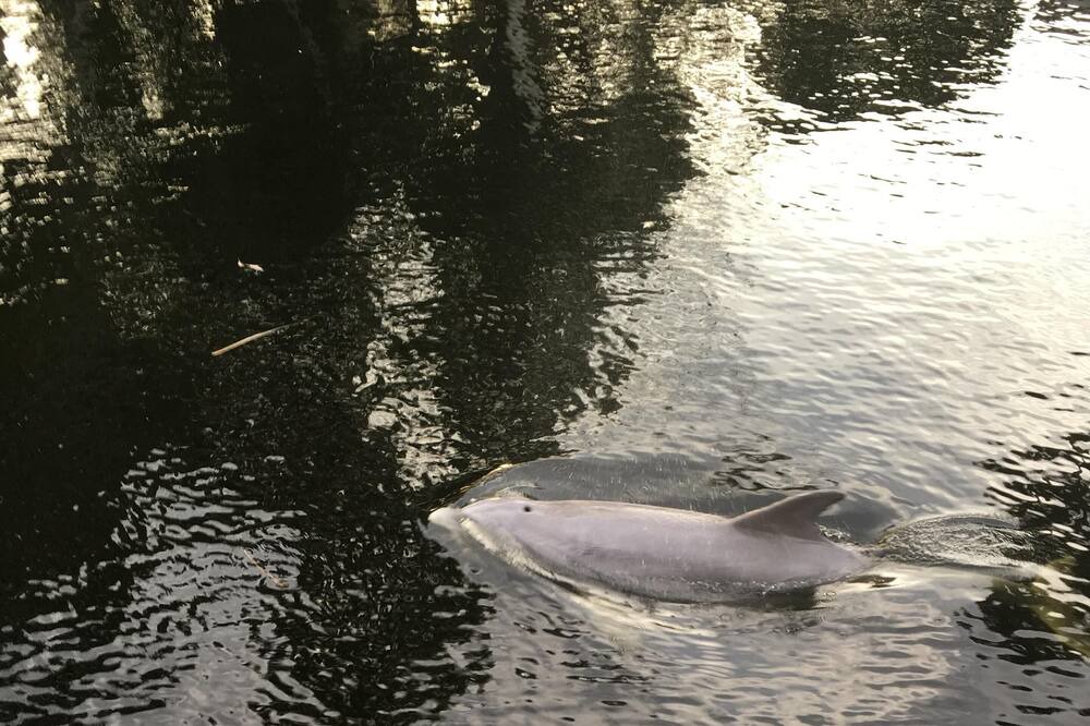 Photo of Others in Homosassa