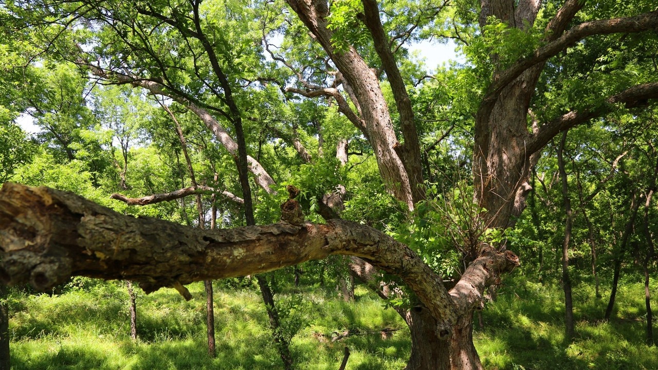 Photo of Outdoor in Quinlan