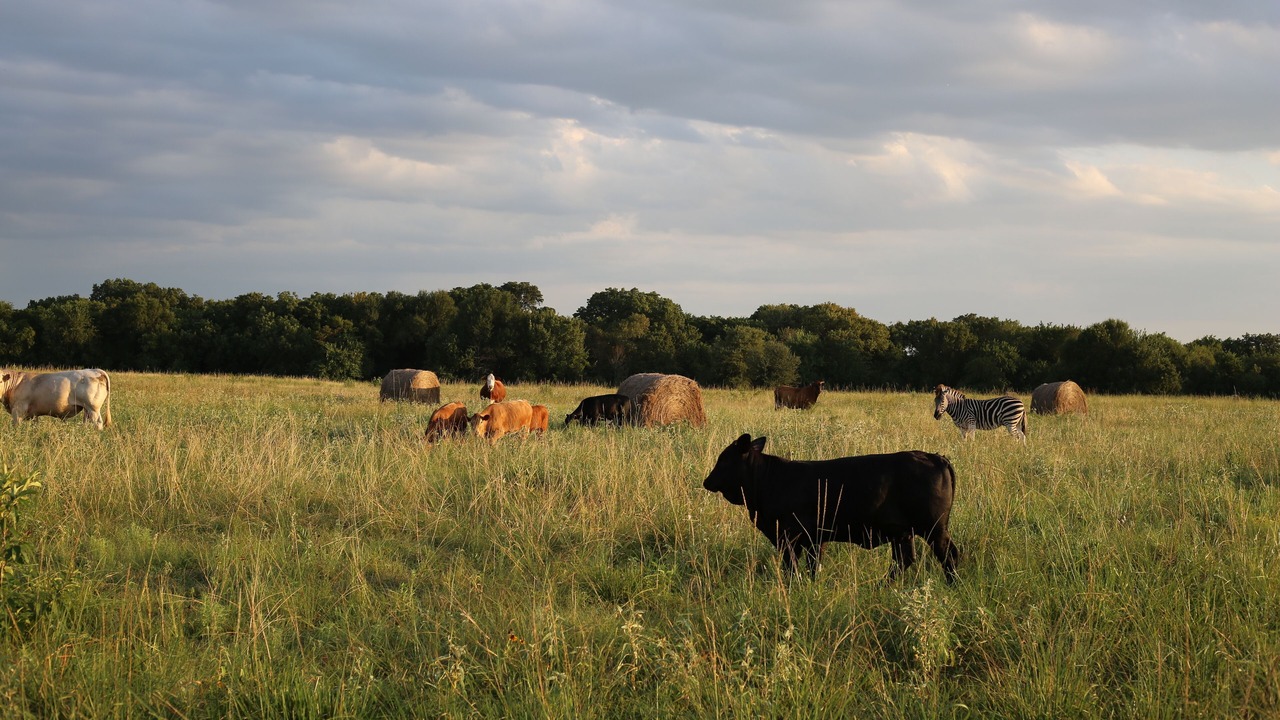 Photo of Outdoor in Quinlan