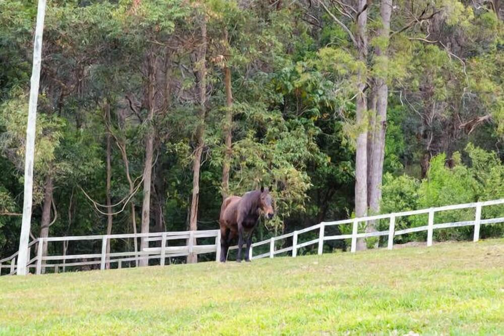 Photo of Others in Tallebudgera Valley