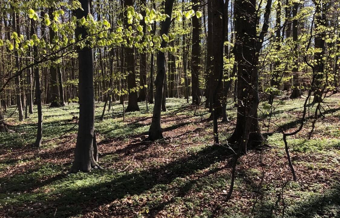 Photo of Outdoor in Vedbaek
