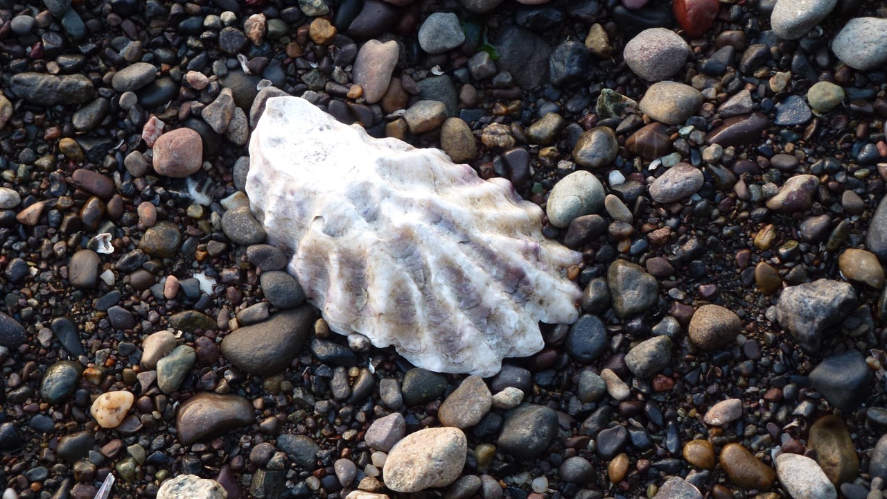 Photo of Others in Agate