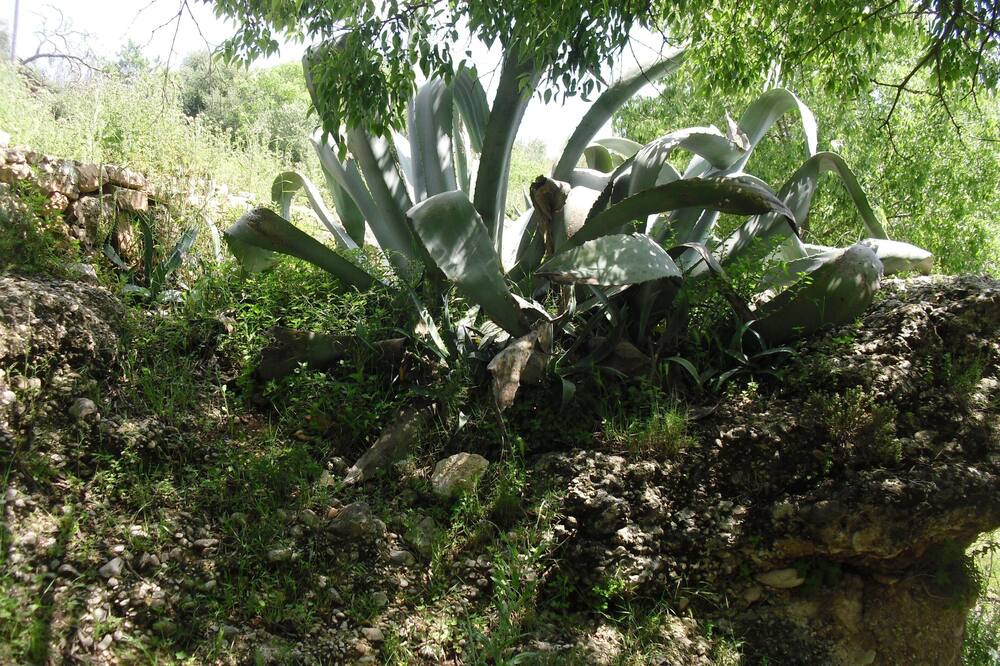 Photo of Outdoor in Ulldecona