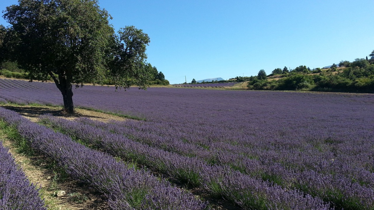 Photo of Outdoor in Reilhanette