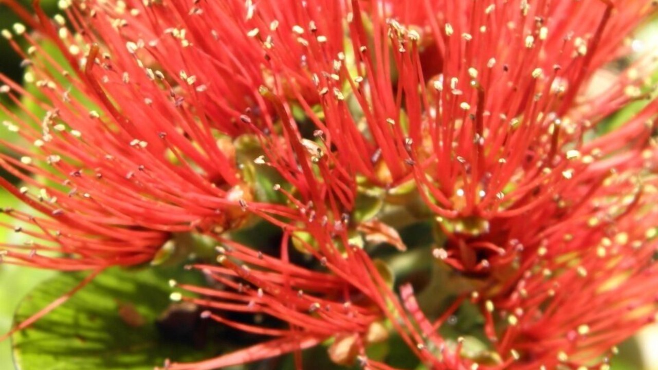 Photo of Outdoor in Waimea