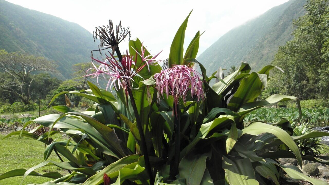 Photo of Outdoor in Waimea