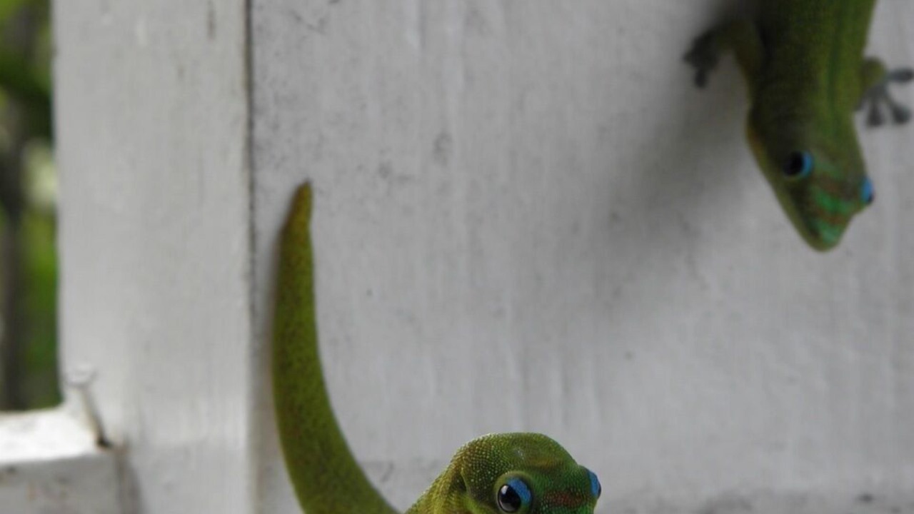 Photo of Others in Waimea