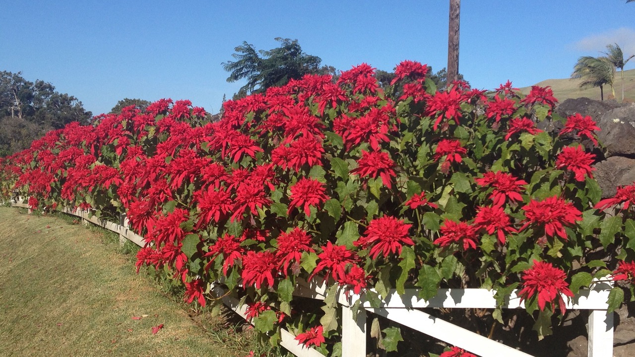 Photo of Outdoor in Waimea