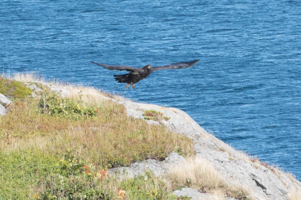 Photo of Others in Pouch Cove