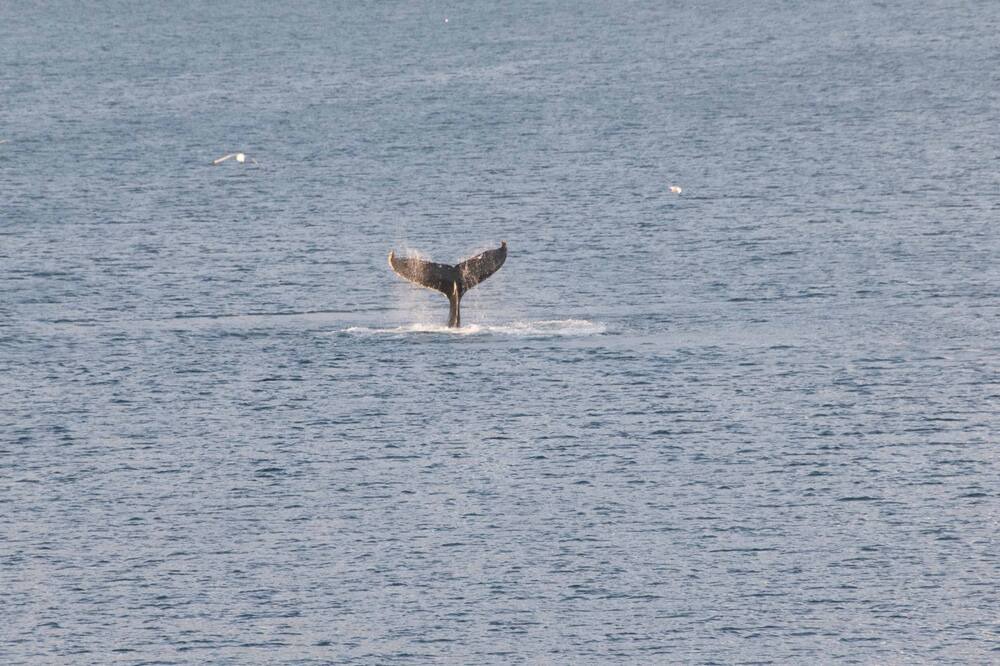 Photo of Others in Pouch Cove