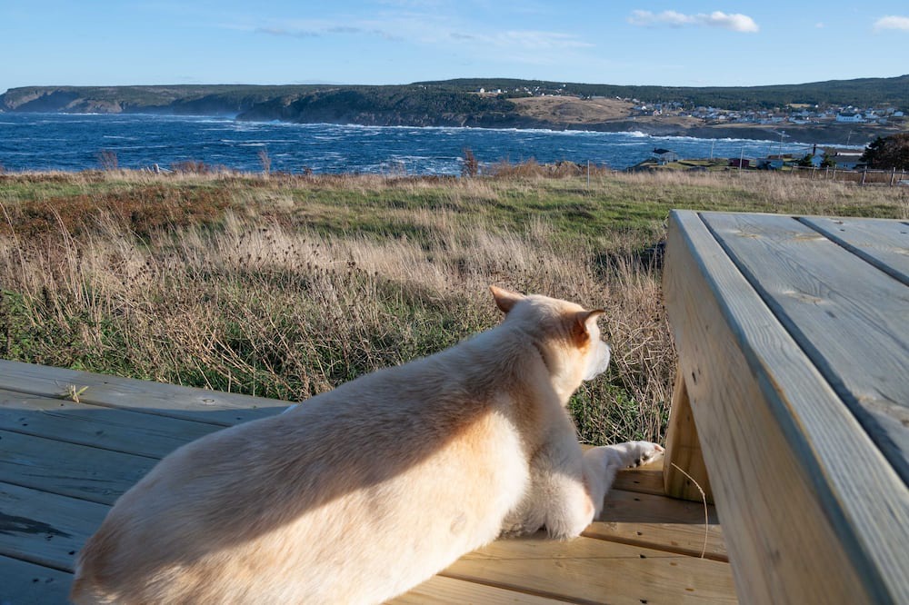 Photo of Others in Pouch Cove