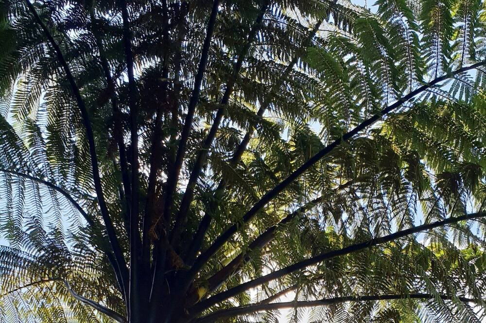 Photo of Others in Waihi