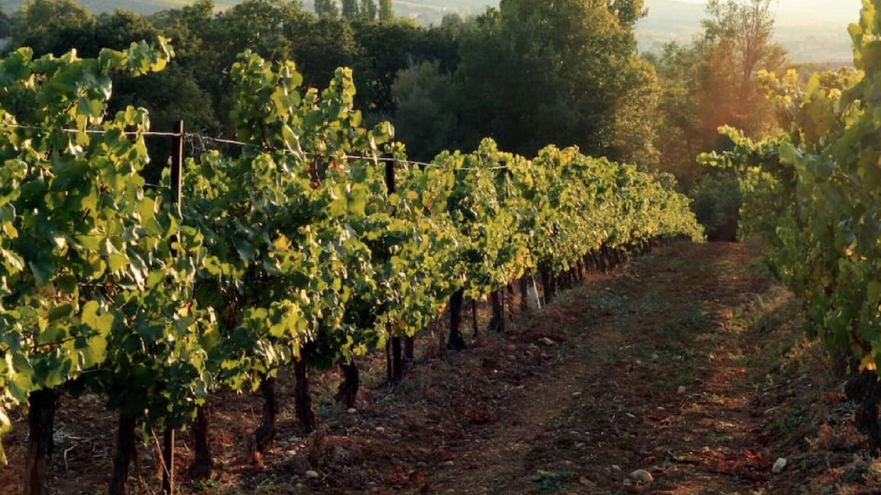 Photo of Outdoor in Limoux