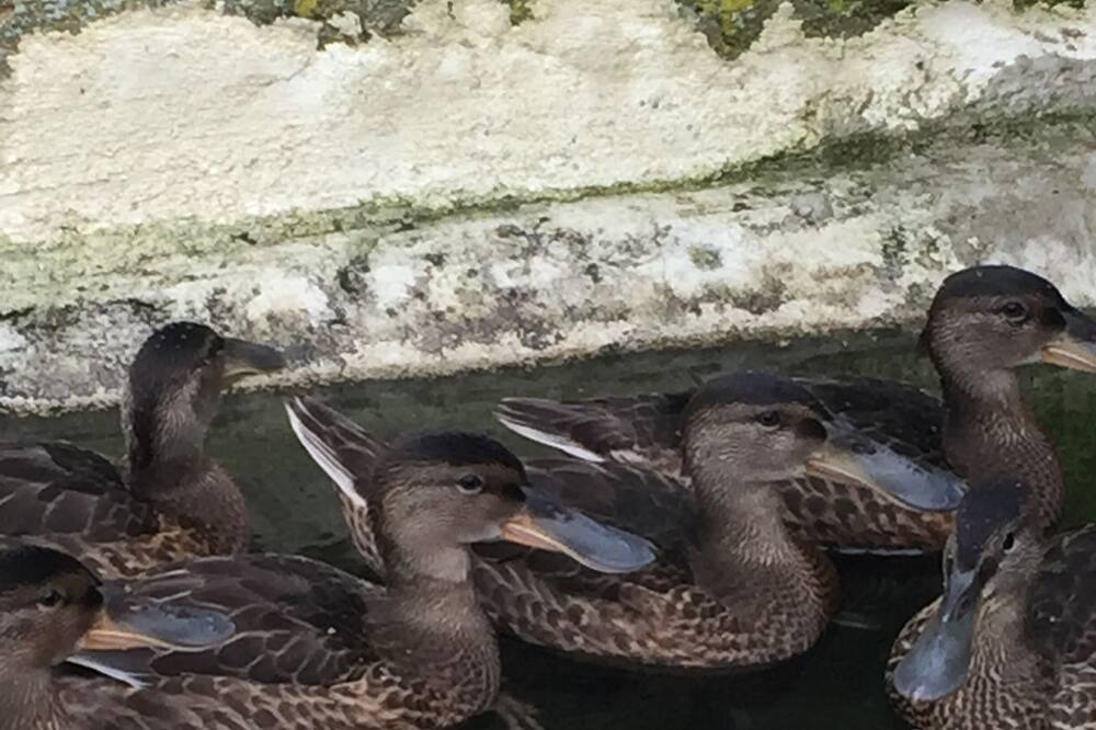 Photo of Outdoor in Periers-sur-le-Dan