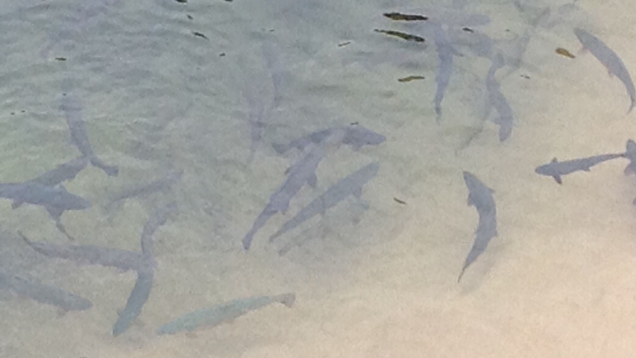 Photo of Outdoor in Lander