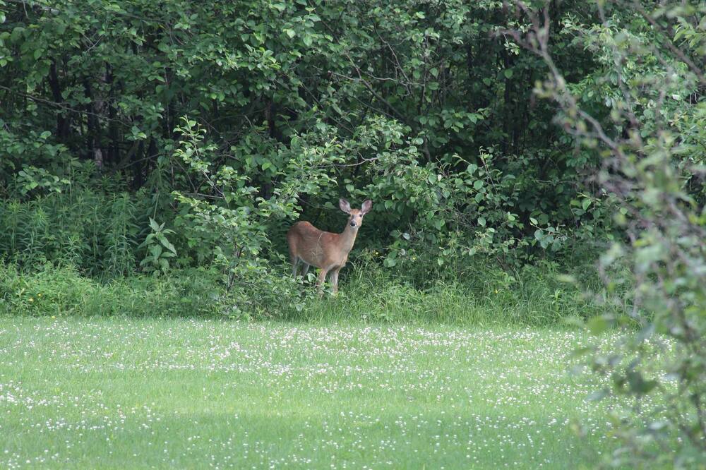 Photo of Others in Bromont
