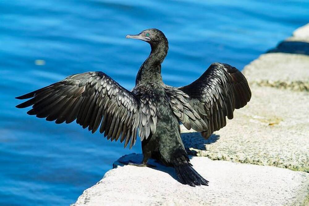 Photo of Others in Tin Can Bay