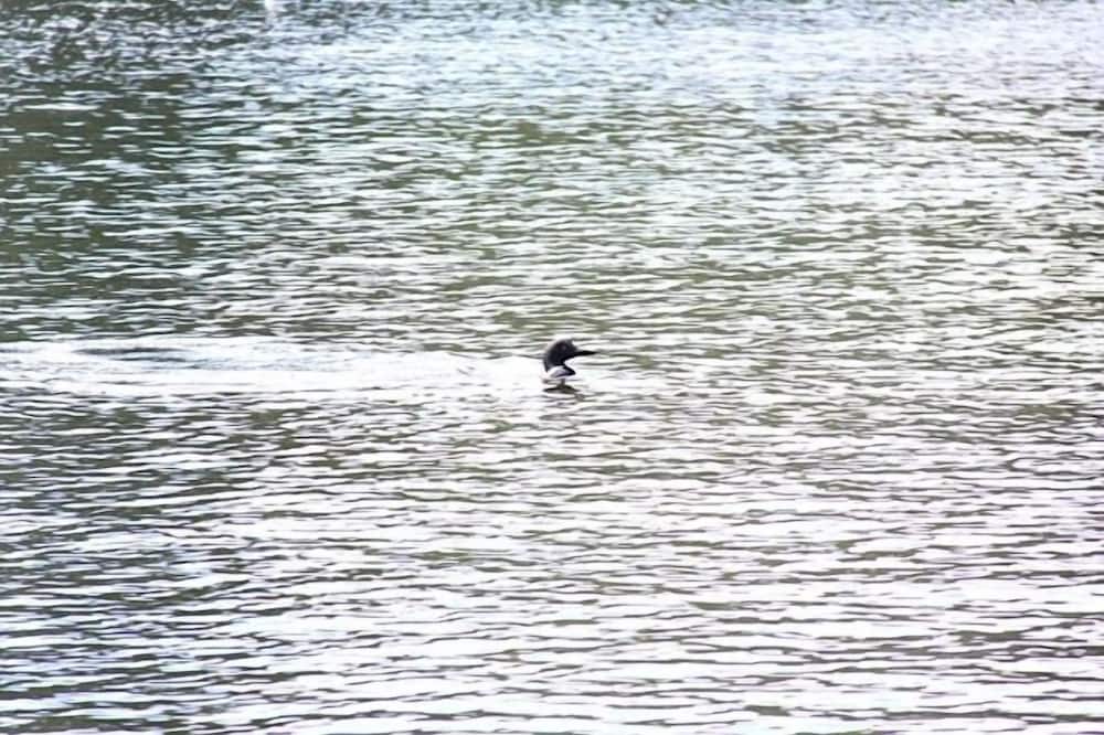 Photo of Others in Rome