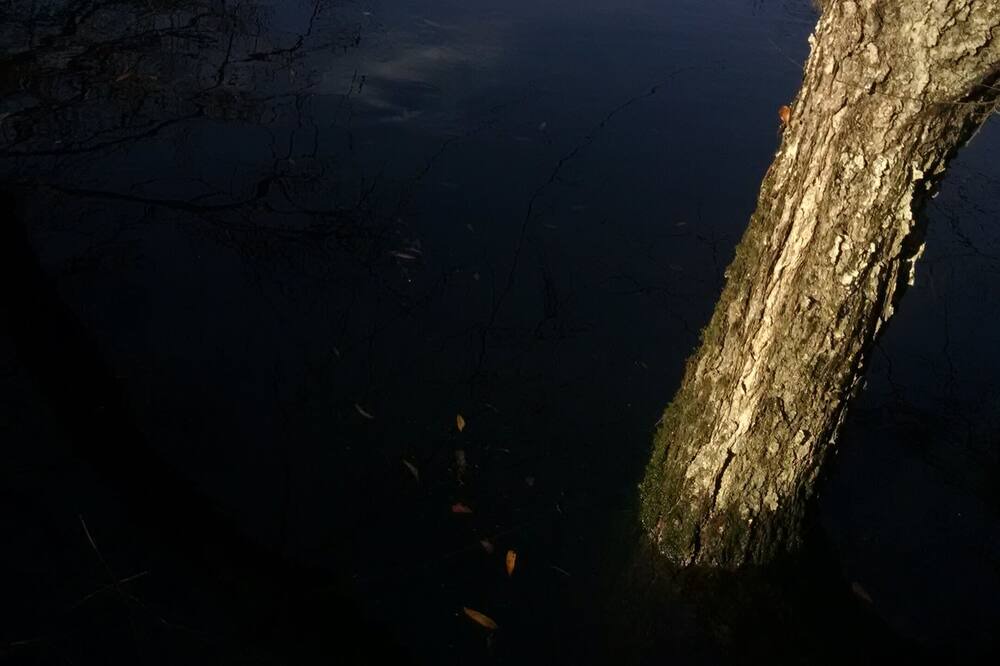 Photo of Others in Colleton County