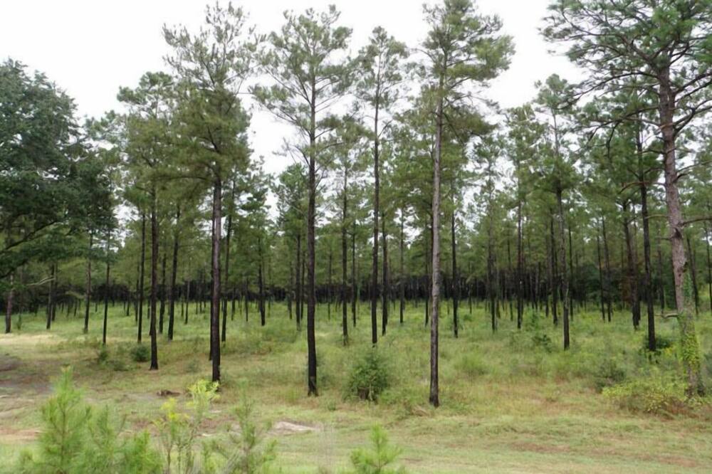 Photo of Others in Pelham