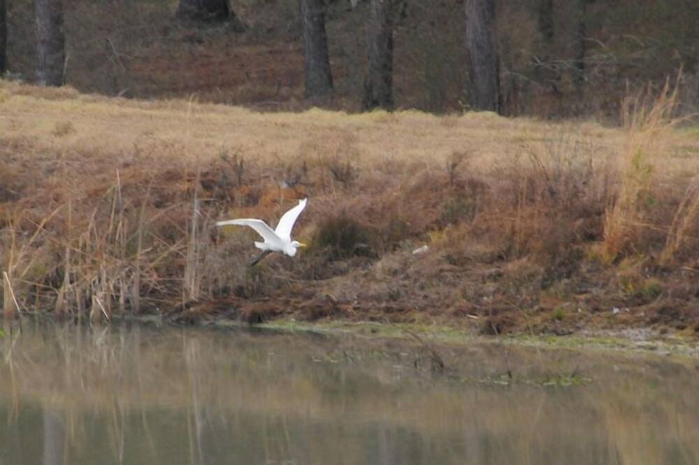 Photo of Others in Pelham