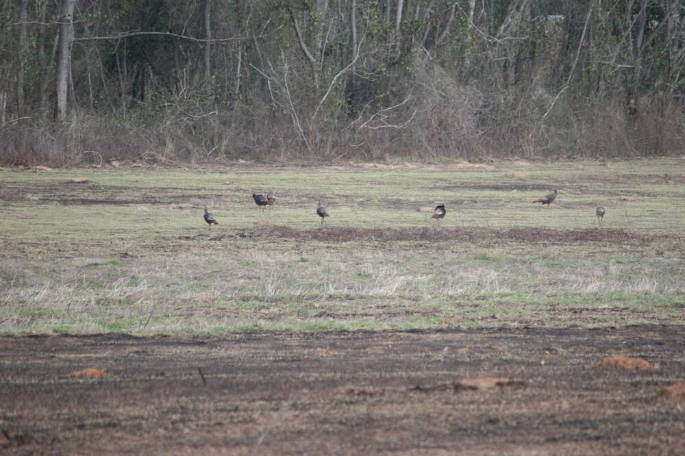 Photo of Others in Pelham