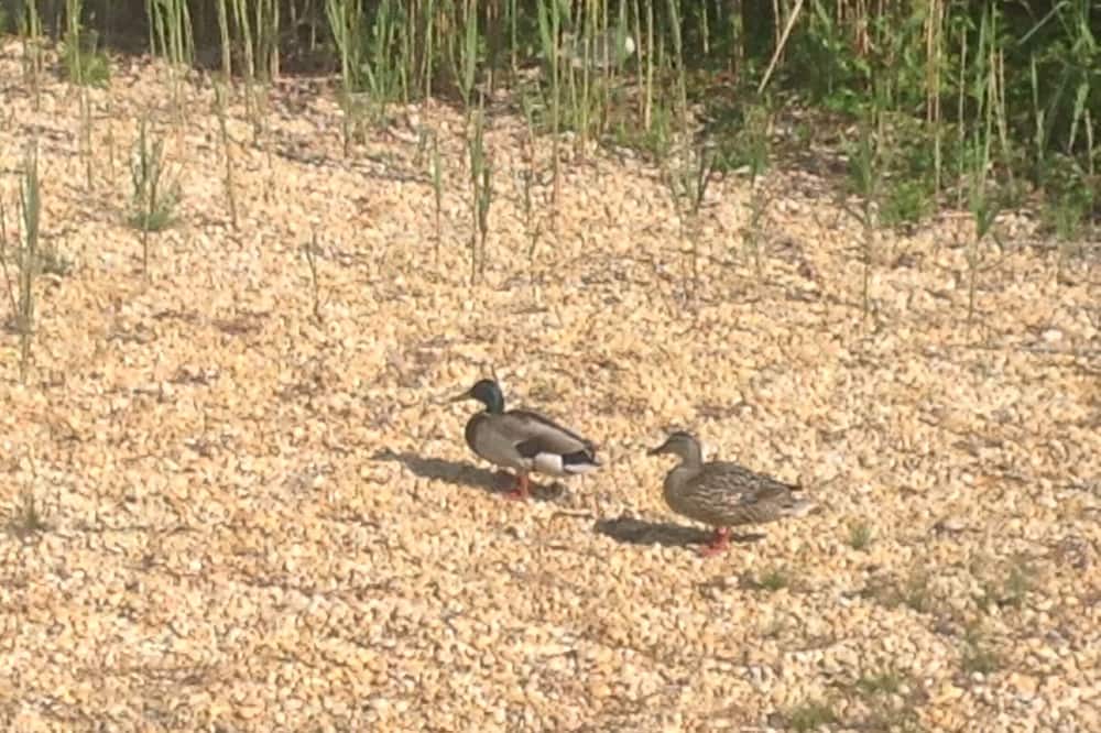 Photo of Others in Osbornsville