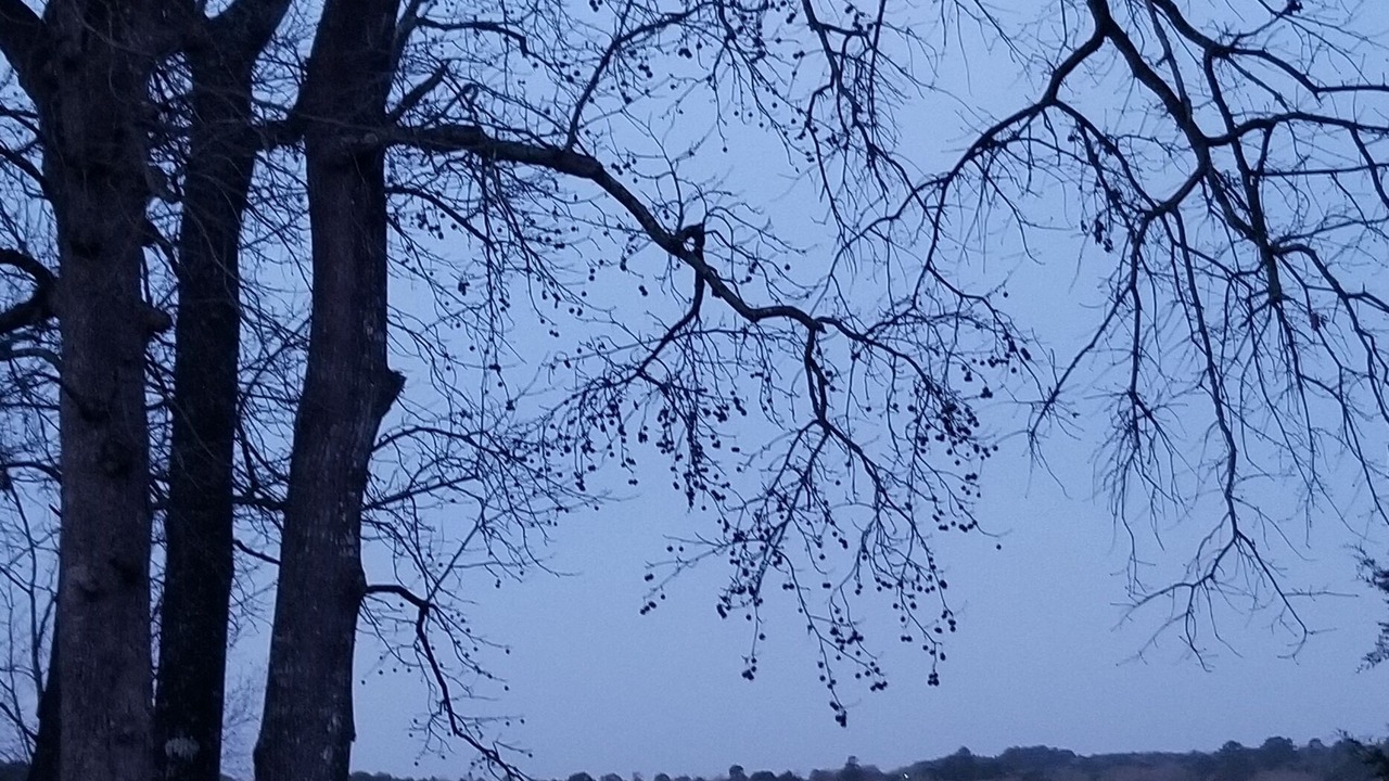 Photo of Others in Hawkins