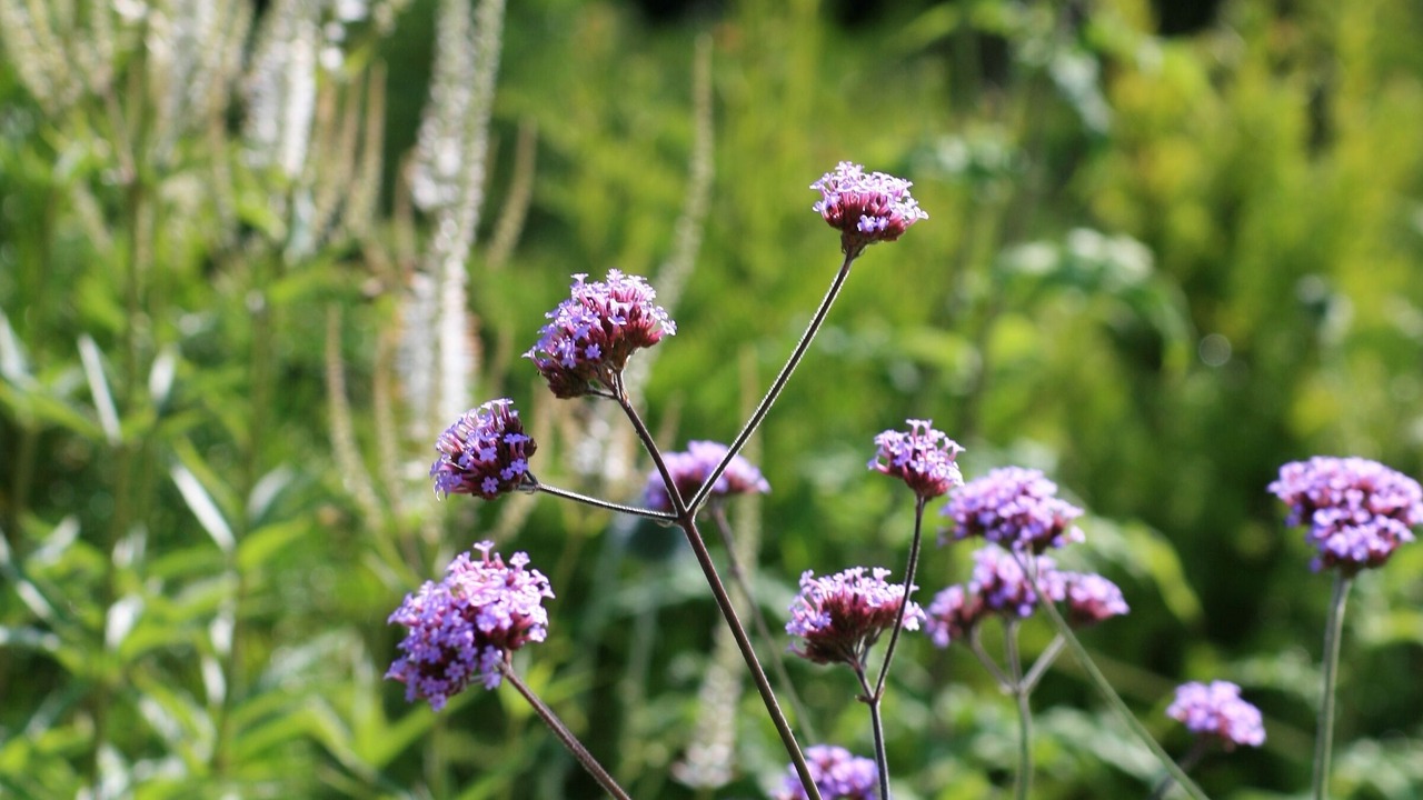Photo of Outdoor in Shaftesbury