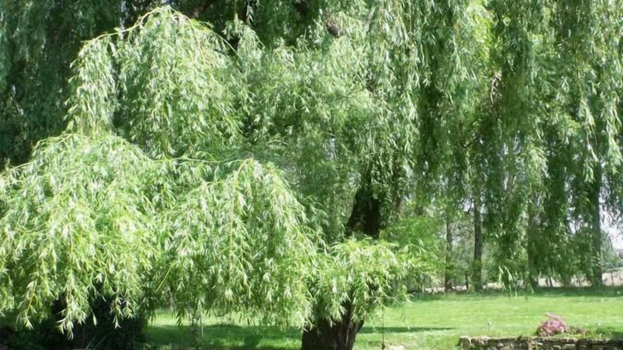 Photo of Outdoor in Orthevielle