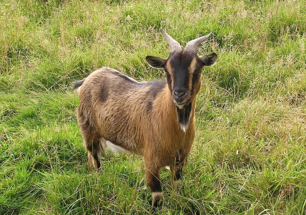 Photo of Outdoor in Saint-Thomas-de-Courceriers