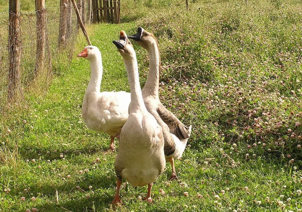 Photo of Outdoor in Saint-Thomas-de-Courceriers
