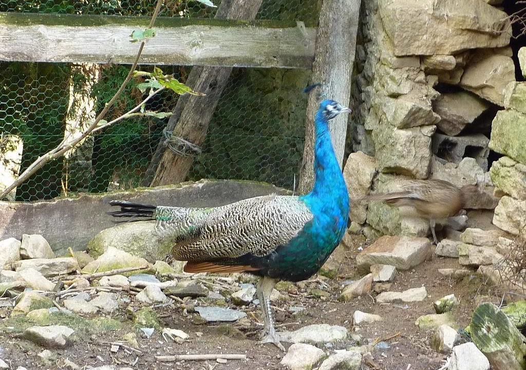 Photo of Outdoor in Saint-Thomas-de-Courceriers