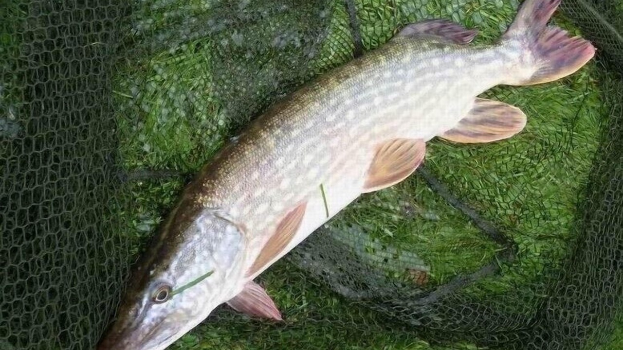 Photo of Others in Saint-Thomas-de-Courceriers